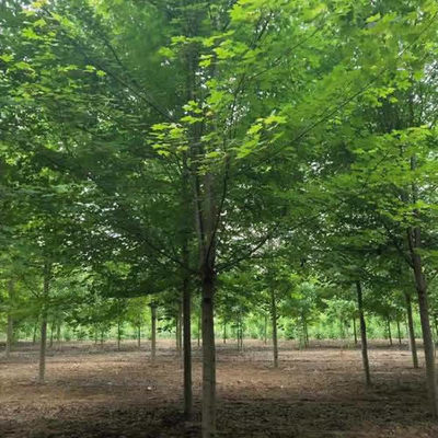 邳州紹剛苗木 十公分美國(guó)紅楓價(jià)格參考與種植養(yǎng)護(hù)指南