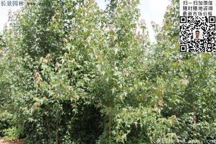 三角楓種子的選購(gòu)、種植與技術(shù)指南——以江蘇沭陽(yáng)長(zhǎng)景園林為例