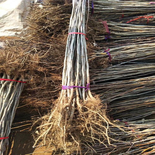 甜山楂樹(shù)苗種植技術(shù)與銷(xiāo)售電話全指南