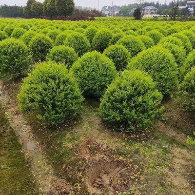 金森汝貞球 湖南苗木基地的精品球類苗木批發與技術探析